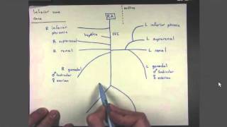 04 Veins of the Inferior Vena Cava [upl. by Novj993]