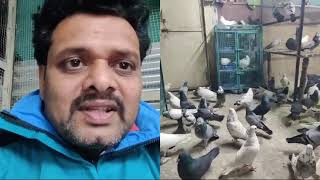 Pigeons winter care suggestions amp pigeon tips form our subscribers to our subscribers [upl. by Neehar]