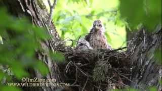 Redshouldered Hawk Nest [upl. by Artened624]