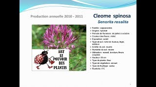 Tuto jardin Cleome spinosa Senorita rosalita fiche technique plante annuelle [upl. by Guod]