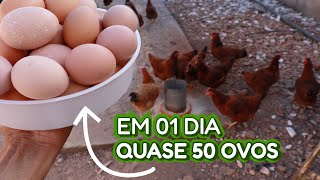 Encontrei ovos espalhados por todo o criatório🥚 SEM DAR RAÇÃO DE POSTARA [upl. by Otnicaj]