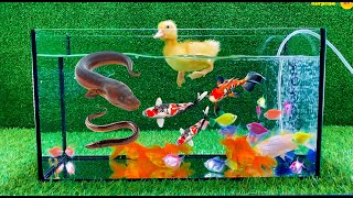 Colorful surprise eggs crayfish koi angelfish betta fish goldfish glofish tetra [upl. by Nnaeirual]