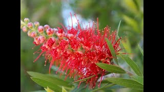 Callistemon citrinus [upl. by Bilicki634]