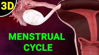 Menstrual Cycle Explained  Phases of the Menstrual Cycle  Ovulation Process [upl. by Asor997]