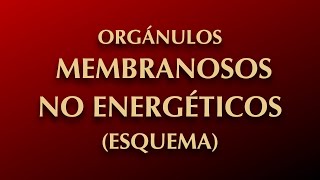 CÉLULA EUCARIOTA ORGÁNULOS MEMBRANOSOS NO ENERGÉTICOS [upl. by Neerom937]