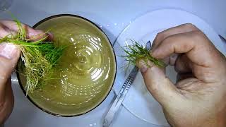 HOW TO remove Eleocharis acicularis mini from TC cup [upl. by Toblat]