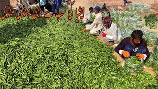 Asia Biggest Bhindi Mandi  Lady Finger Okra Export Business in Pakistan [upl. by Efron]