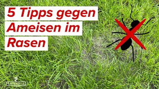 5 Tipps gegen Ameisen im Rasen 🐜 Diese Hausmittel helfen schnell gegen Ameisen [upl. by Vierno]