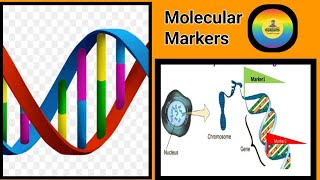 Ag biotechnology  20  Marker and their types rflp rapd aflp ssr snp agrigpb dnamarker [upl. by Ahtnicaj]