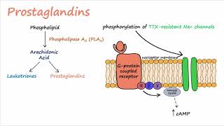 Pain Transduction Described Concisely [upl. by Llain]