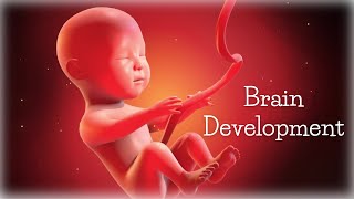 Pregnancy music for the unborn baby ♡ Brain development ♡ Classical music for the baby in the womb [upl. by Joaquin]