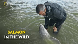 Cyrils Salmon Mission  Last of the Giants Wild Fish  हिंदी  Full Episode  S1  E2  Nat Geo [upl. by Henriette]