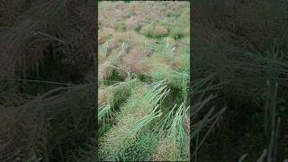 Black Mustard Harvest From Farmers  Method of Mustard Seed Extraction shorts ytshorts farming [upl. by Sharia779]