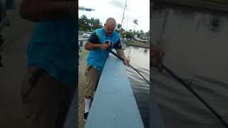 Matlacha bridge fishing goliathgrouper [upl. by Aihsila]