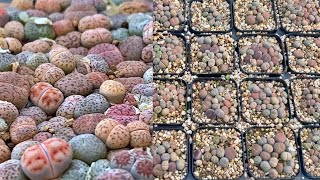 SUB How to repot Lithops seedlings safely [upl. by Annaehr]