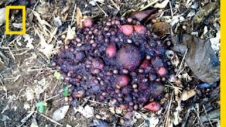 Cassowary Dungs Seedy Smelly Secrets  National Geographic [upl. by Kowal]