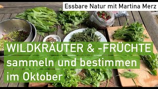 Essbare Wildkräuter und früchte im Oktober sammeln amp bestimmen in Oberbayern [upl. by Pegg]