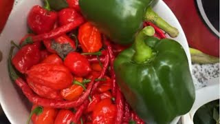 Harvesting Eddoe and pepper October  part 1 [upl. by Ayerdna]