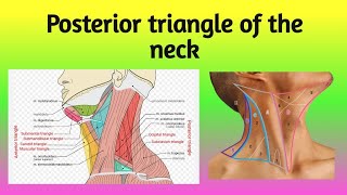 Posterior Triangle of the Neck  Anatomy [upl. by Arihsak]