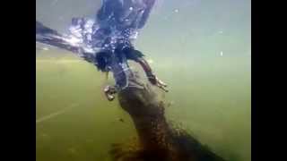 Snapping turtle eating bird underwater [upl. by Pia604]