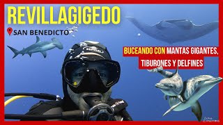 REVILLAGIGEDO 🌊  Buceé con MANTAS GIGANTE TIBURONES MARTILLO Y UN BEBÉ DELFIN 😍 📍SAN BENEDICTO [upl. by Kohl]