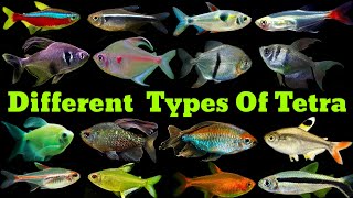 Different Types Of Tetra Fish  Tetra Fish Varieties [upl. by Yahska464]