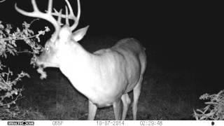 Trail Camera Big buck Stealth cam with audio [upl. by Lucier]