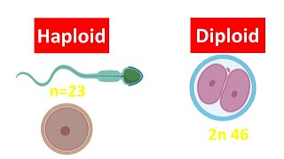 Haploid vs Diploid Cell for beginners  Difference between Haploid and Diploid Cell [upl. by Attelahs]