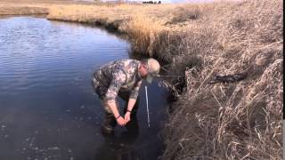 Trapping Muskrats in Montana [upl. by Francesco]