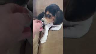 Tessies female Beagle puppy chip 302 [upl. by Lorrimer]