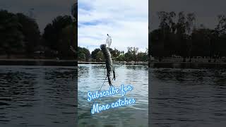 Check this bass out shorts bassfishing fishing fish subscribe bassjunkie [upl. by Einnaf]