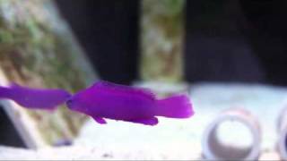 Pseudochromis fridmani  Orchid Dottyback [upl. by Bern601]