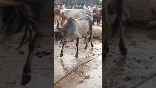 ₹21000 രൂപക്ക് cattle market  livestock market  buffalo  bull  cow beef meat cattlemarket [upl. by Zink]