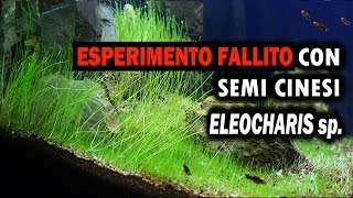 ESPERIMENTO FALLITO con SEMI di ELEOCHARIS ACICULARIS [upl. by Miltie]