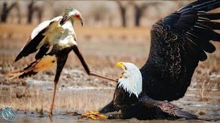 SECRETARY BIRD ─ A Fierce Dancing Snakes Killer Secretary Bird vs snakes [upl. by Huttan]