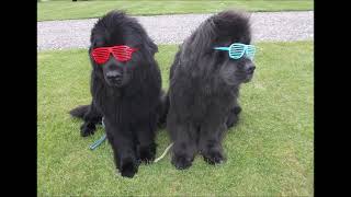 Newfoundland dog pictures [upl. by Biles]