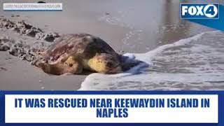 CROW releases two recovered sea turtles in Collier County [upl. by Farwell]