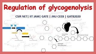 regulation of glycogenolysis summary CSIR NET  GATE  IIT JAM  GATE [upl. by Leahcimnhoj]