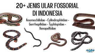 20 Jenis Ular Penggali Tanah  Fossorial Ular kawat ular pipa ular pelangi dll di Indonesia [upl. by Yelwah127]