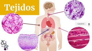 Histología  Clasificación de tejidos [upl. by Brace529]