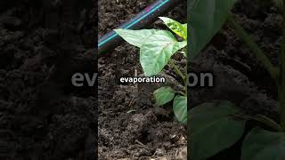 Top 5 Organic Farming Tips You Need to KnowGreenThumbingPermacultureOrganicGardening [upl. by Anatniuq592]