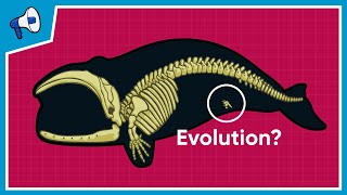 What is the Evidence for Evolution [upl. by Eppie568]