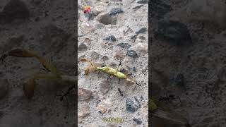 Hormigas Cargando una Mantis Religiosa 🐲🐜‼️‼️ [upl. by Devin]