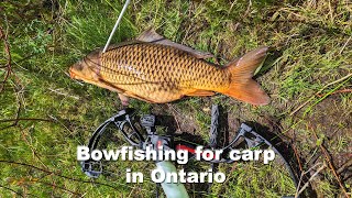 Carp Hunting In Ontario Bow Fishing Adventure [upl. by Gardner]