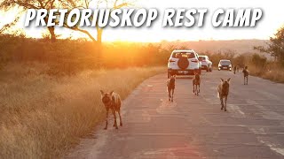 Kruger National Park  Day 8 Pretoriuskop SUNRISE WITH WILD DOGS A BARRED OWL A FEW SPOTS [upl. by Orimar]