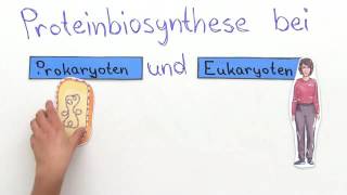 PROTEINBIOSYNTHESE  VERGLEICH VON PROKARYOTEN UND EUKARYOTEN  Biologie [upl. by Burnham]