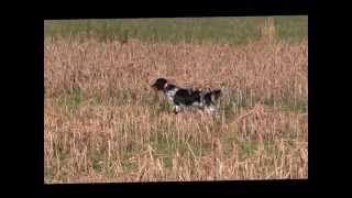 Dashing Iron Diesel  Llewellin Setter [upl. by Atnahsal]