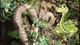 Smooth Snake Coronella austriaca [upl. by Asyar]