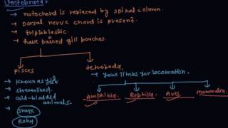 What is Vertebrates  Class 9 Biology Diversity in Living Organisms [upl. by Rodman]