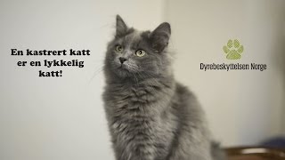 En kastrert katt er en lykkelig katt [upl. by Edra]